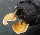 Microporellus obovatus image