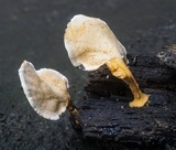 Microporellus obovatus image