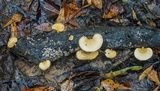 Microporellus obovatus image