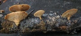 Microporellus obovatus image