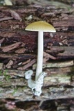 Amanita sinicoflava image