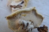 Oligoporus obductus image