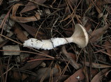 Clitopilus prunulus image