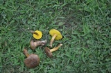 Aureoboletus innixus image