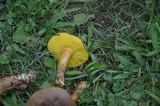 Aureoboletus innixus image