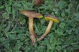 Aureoboletus innixus image