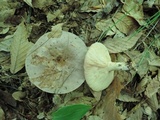 Lactarius argillaceifolius image