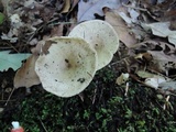 Lactarius cinereus image