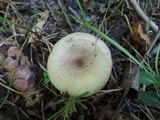 Lactarius cinereus image