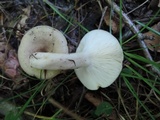 Lactarius cinereus image