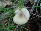 Lactarius cinereus image