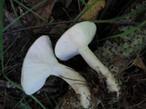 Lactarius cinereus image