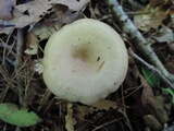 Lactarius cinereus image