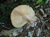 Lactarius corrugis image