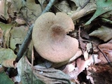 Lactarius quietus var. incanus image