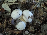 Cortinarius pyriodorus image