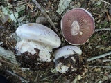 Cortinarius pyriodorus image