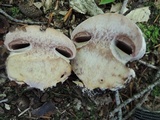 Cortinarius pyriodorus image