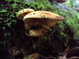 Pholiota adiposa image