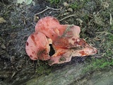Fistulina hepatica image