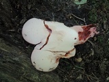 Fistulina hepatica image