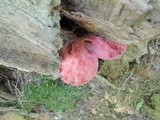 Fistulina hepatica image