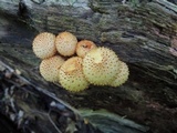 Pholiota squarrosoides image