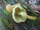 Pholiota squarrosoides image