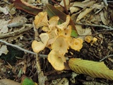 Cantharellus ignicolor image