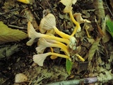 Cantharellus ignicolor image