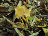 Cantharellus ignicolor image