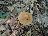 Cortinarius corrugatus image
