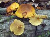Pholiota adiposa image