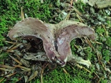 Bankera violascens image