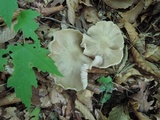 Entoloma rhodopolium image