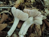 Entoloma rhodopolium image