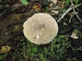 Echinoderma asperum image