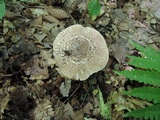 Echinoderma asperum image