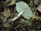 Echinoderma asperum image