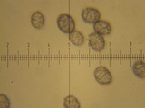Lactarius argillaceifolius var. megacarpus image