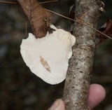 Tyromyces chioneus image