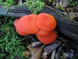 Hygrocybe miniata image