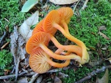Hygrocybe miniata image