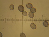 Lactarius argillaceifolius image