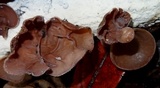 Auricularia nigricans image