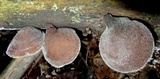 Auricularia nigricans image