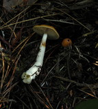 Cortinarius vibratilis image