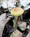 Kuehneromyces marginellus image