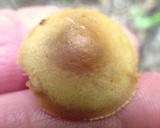 Kuehneromyces marginellus image