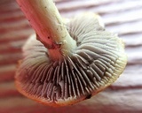 Kuehneromyces marginellus image